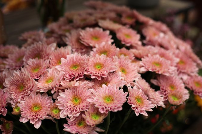 Le chrysanthème photo 1